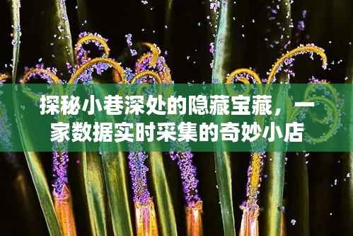 探秘小巷深处的神秘宝藏，数据实时采集的奇妙小店之旅